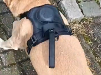 dog harness 01